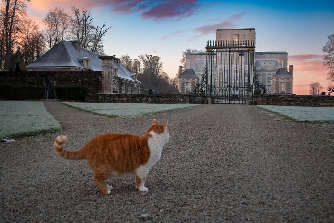 alt="Momo le chat mascotte du Château de Balleroy, devant l'entrée"