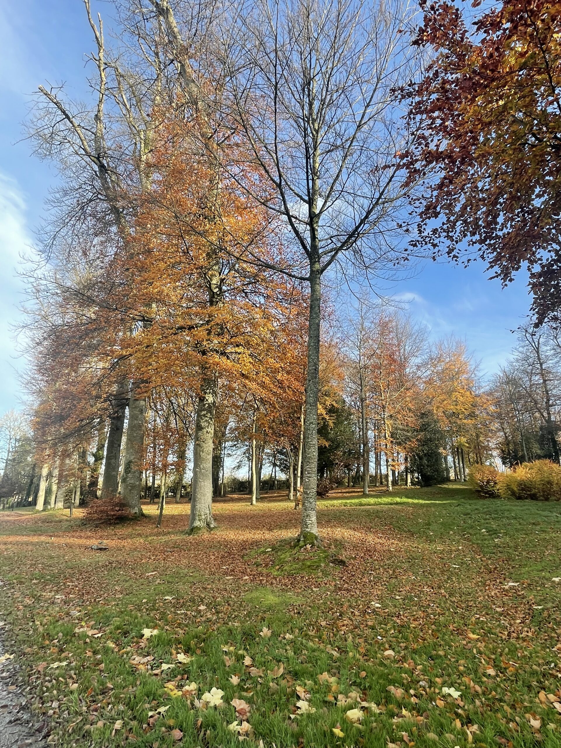 alt="Arbres aux feuillages orangés dans le parc du Château de Balleroy, offrant un spectacle coloré"