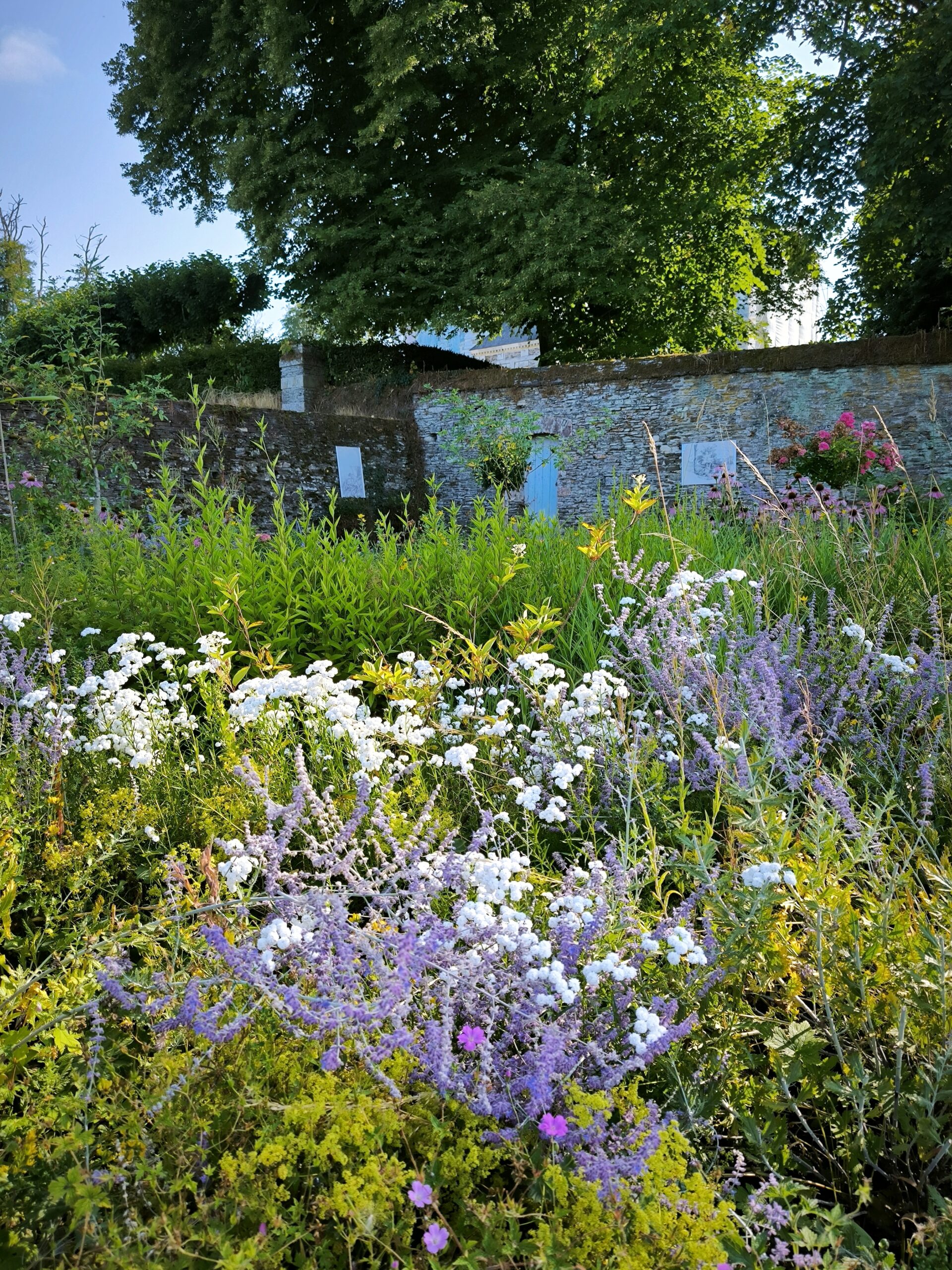 alt="Massif de fleurs blanches et violettes dans le jardin fleuriste du Château de Balleroy"