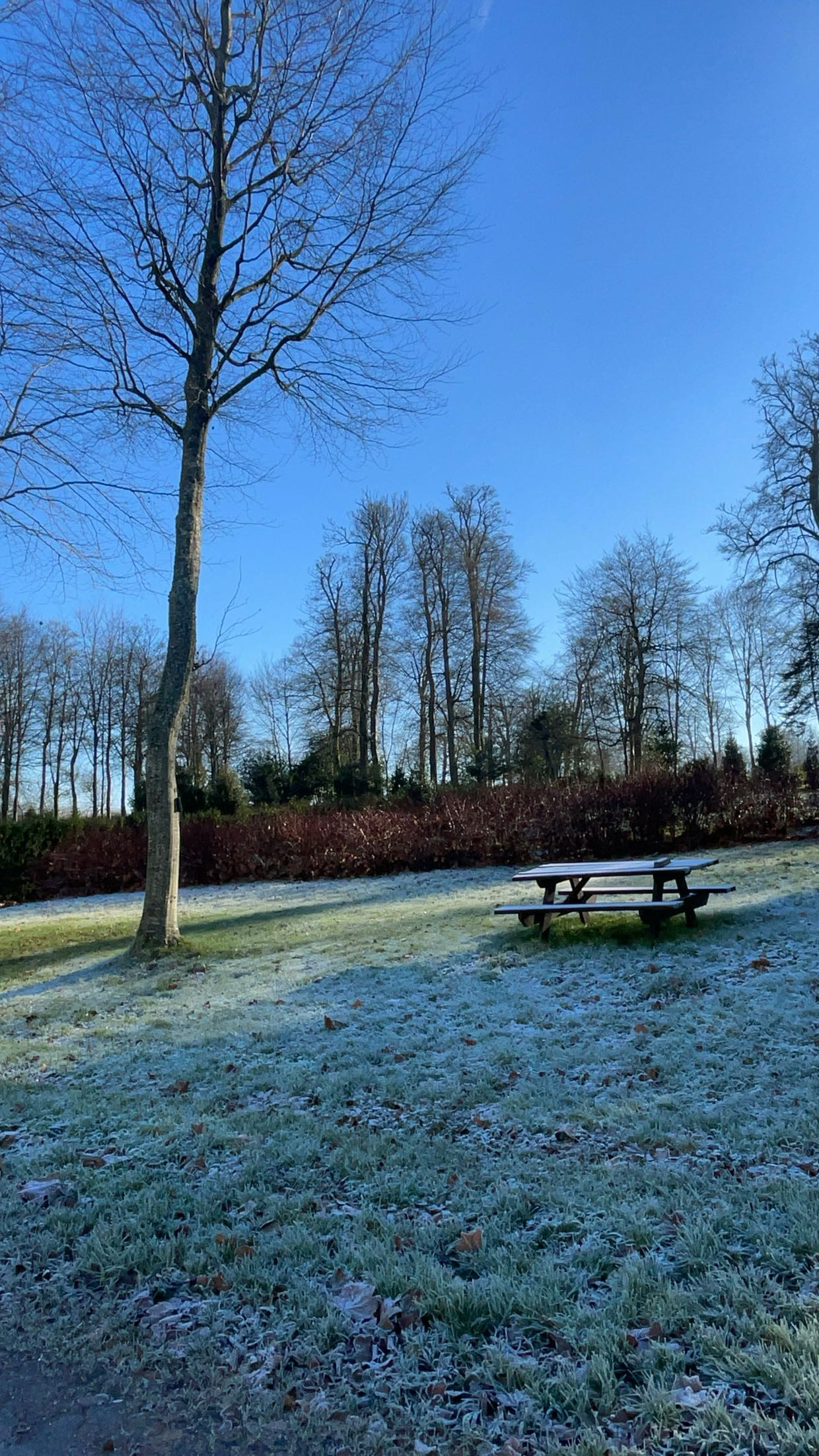 alt="Table de pique-nique dans le parc du Château de Balleroy, décor hivernal avec arbres verglacés"