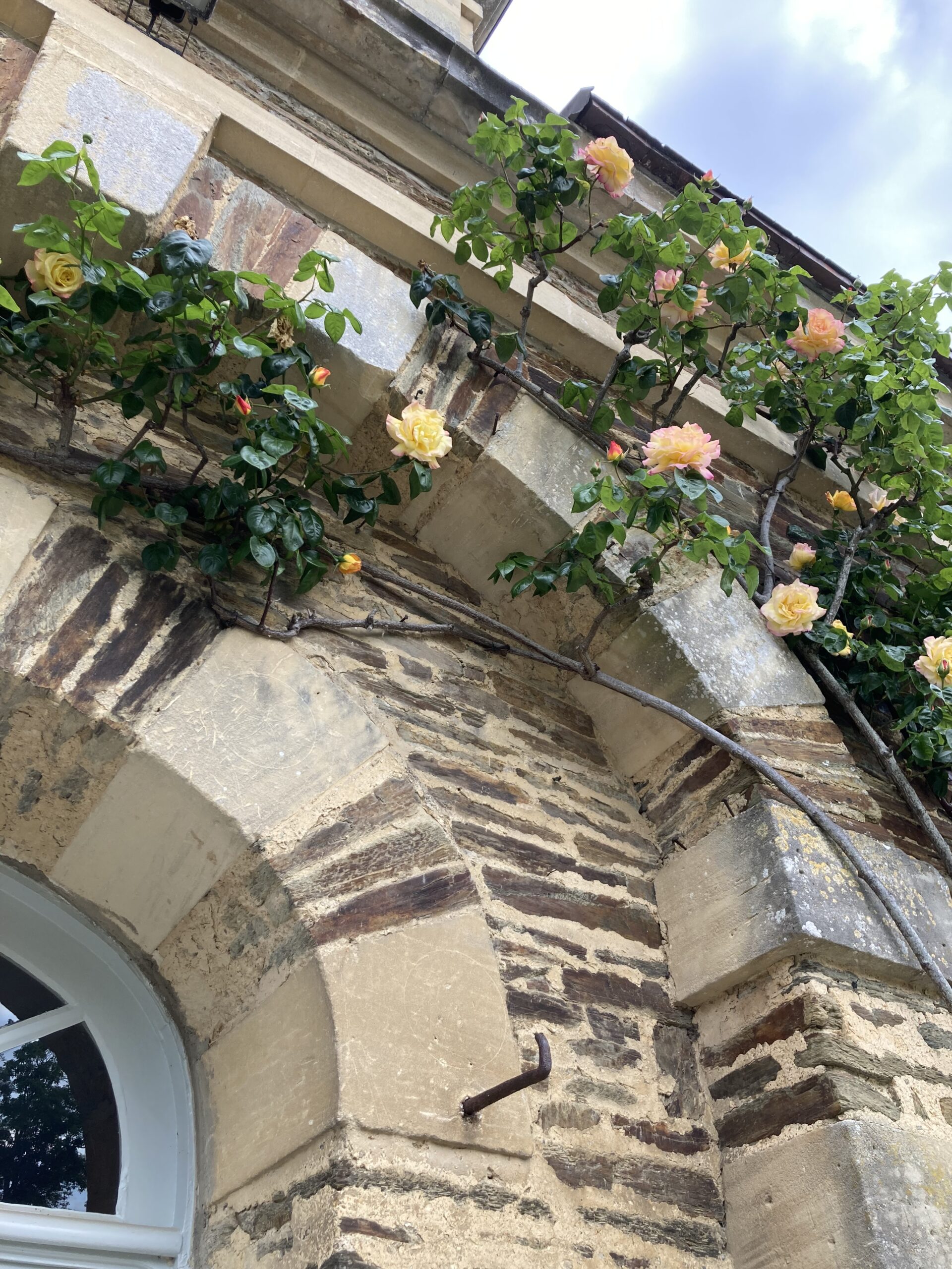 alt="Rosier grimpant sur le mur d'une des anciennes écuries"